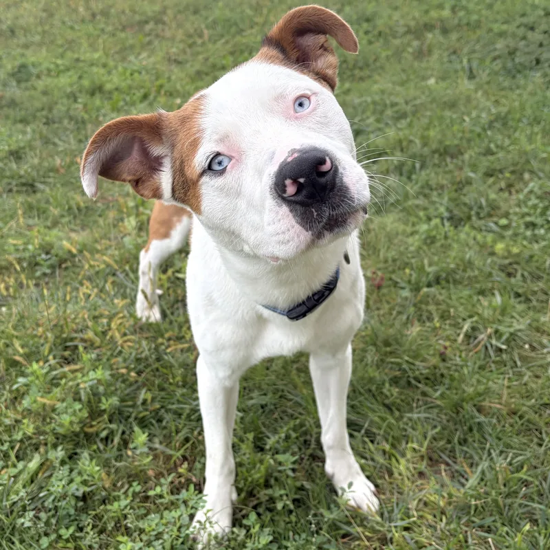 A young medium-sized male Carolina Dog dog named Diogee for adoption in Prior Lake, MN