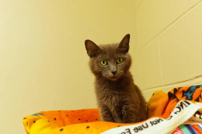 A baby medium-sized female Gray / Blue / Silver Russian Blue cat named Bunni for adoption in Urbana, OH