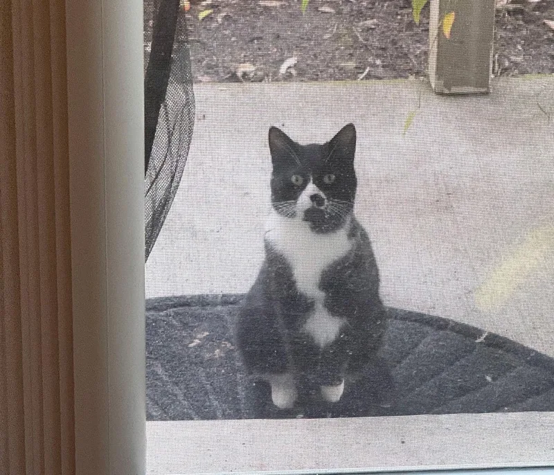 Ladybird   Offered thumbnail 3