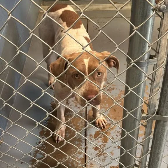 An adult medium-sized female White / Cream Mixed Breed dog named Blenderella for adoption in Gadsden, AL