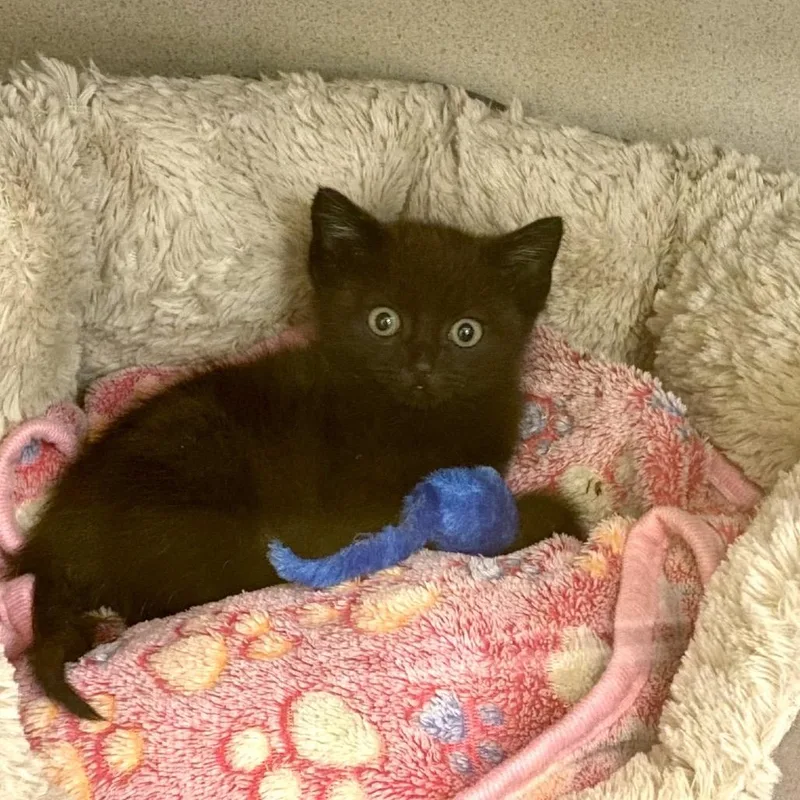 A baby medium-sized male Brown / Chocolate Domestic Short Hair cat named Redmond for adoption in Hudson, NY