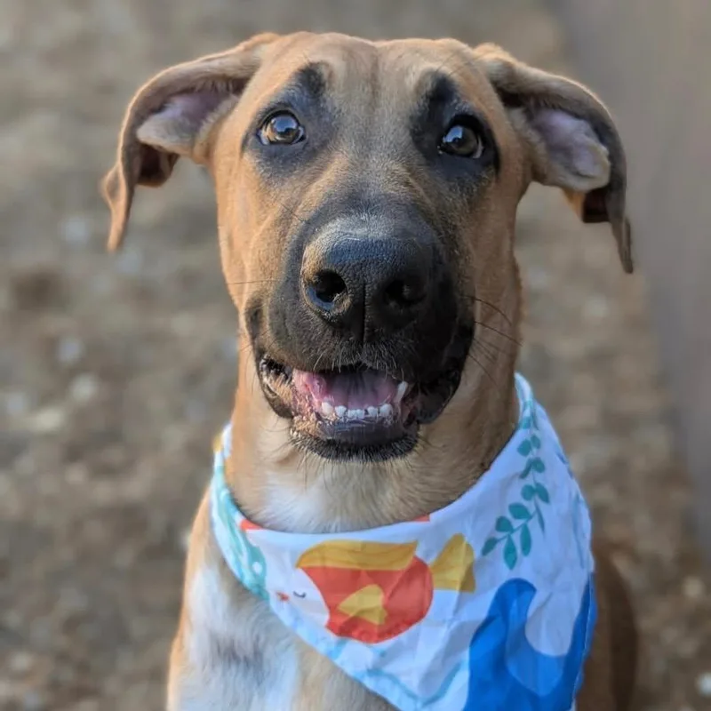A baby extra large-sized female Mastiff dog named Sage for adoption in House Springs, MO