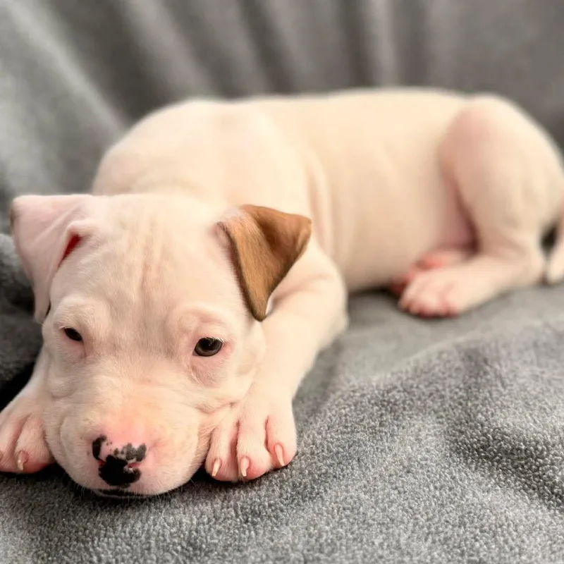 A baby medium-sized male White / Cream Mixed Breed dog named Archie for adoption in Fredericksburg, VA