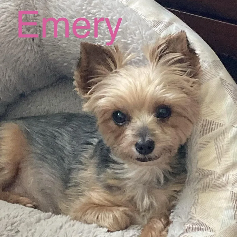 Emery thumbnail 3