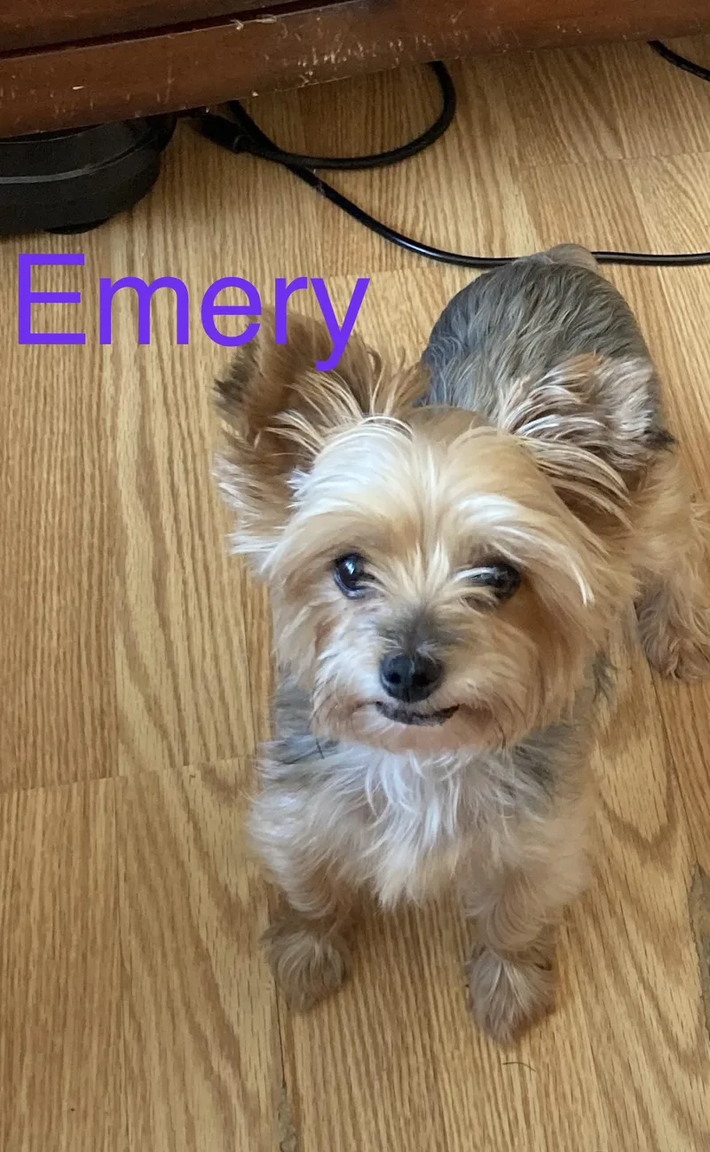 Emery thumbnail 4