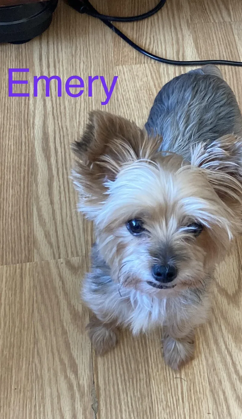 Emery thumbnail 5