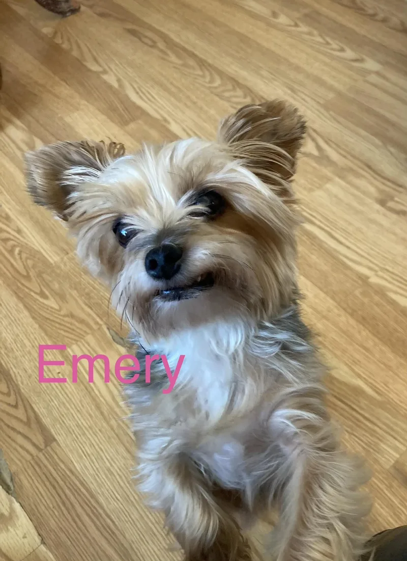 Emery thumbnail 6