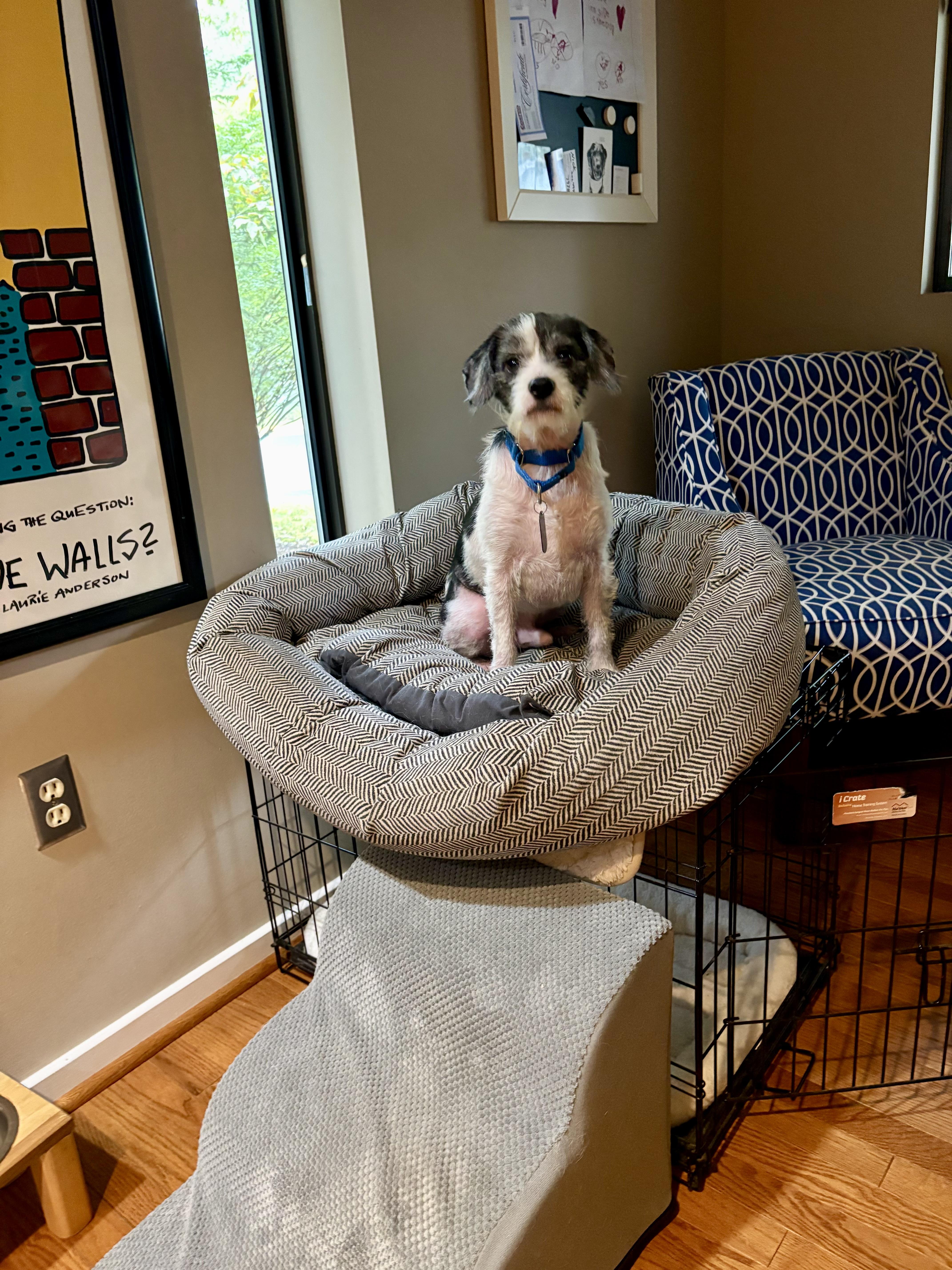 An adult small-sized male Gray / Blue / Silver Terrier dog named Oswald for adoption in Fairfax, VA
