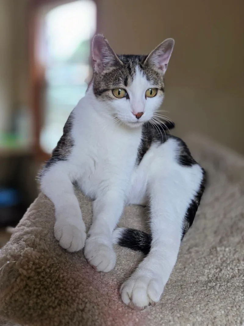 An adult medium-sized female Gray & White Domestic Short Hair cat named Jewell for adoption in Port Washington, WI