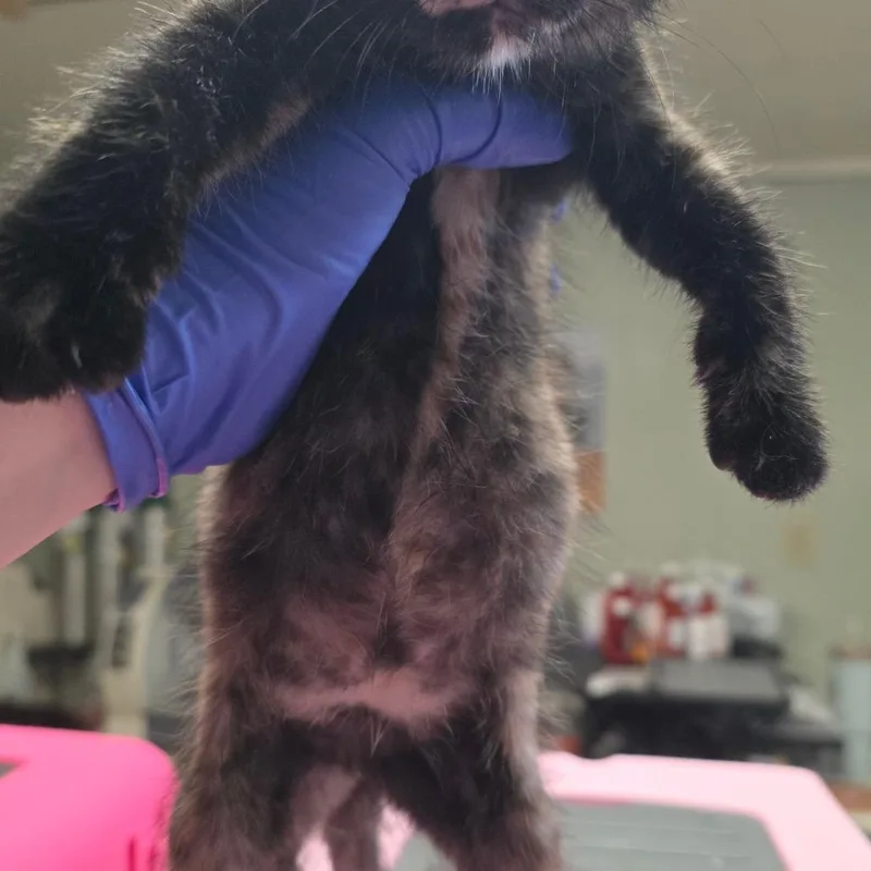 A baby small-sized female Black Domestic Short Hair cat named Chamomile for adoption in Mount Juliet, TN