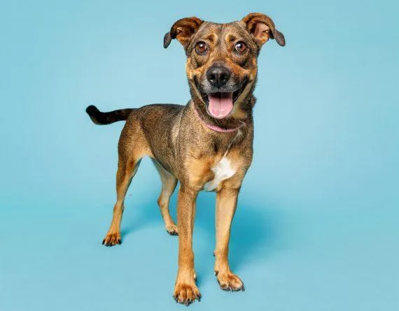 An adult medium-sized female Mixed Breed dog named Rory for adoption in Durham, NC