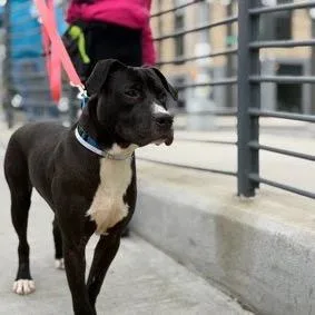 A young medium-sized male Black Mixed Breed dog named Nigel for adoption in Jersey City, NJ