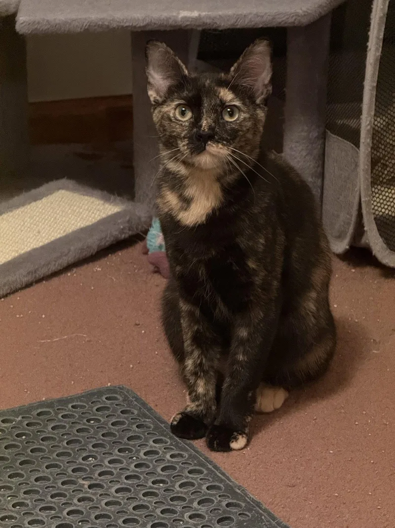 A baby medium-sized female Tortoiseshell cat named Ella for adoption in Harrisburg, PA