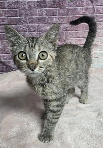 A baby small-sized female Domestic Short Hair cat named Kassandra for adoption in Houston, TX
