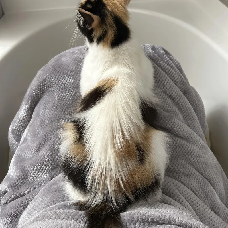 Penny