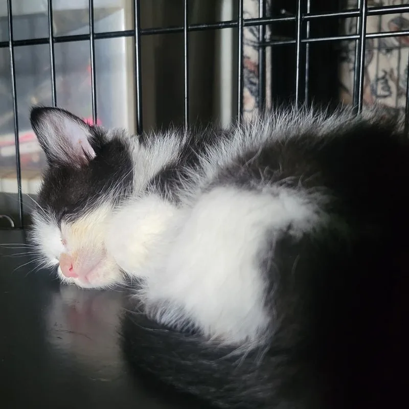 A baby small-sized male Black Domestic Short Hair cat named Pepsi In Taneytown for adoption in Alexandria, VA