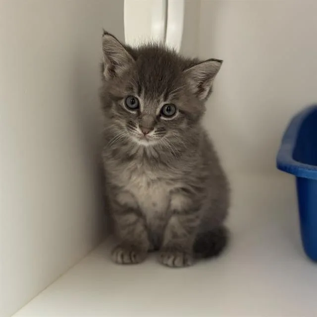 A baby small-sized male Domestic Short Hair cat named Yuki for adoption in Sugar Land, TX
