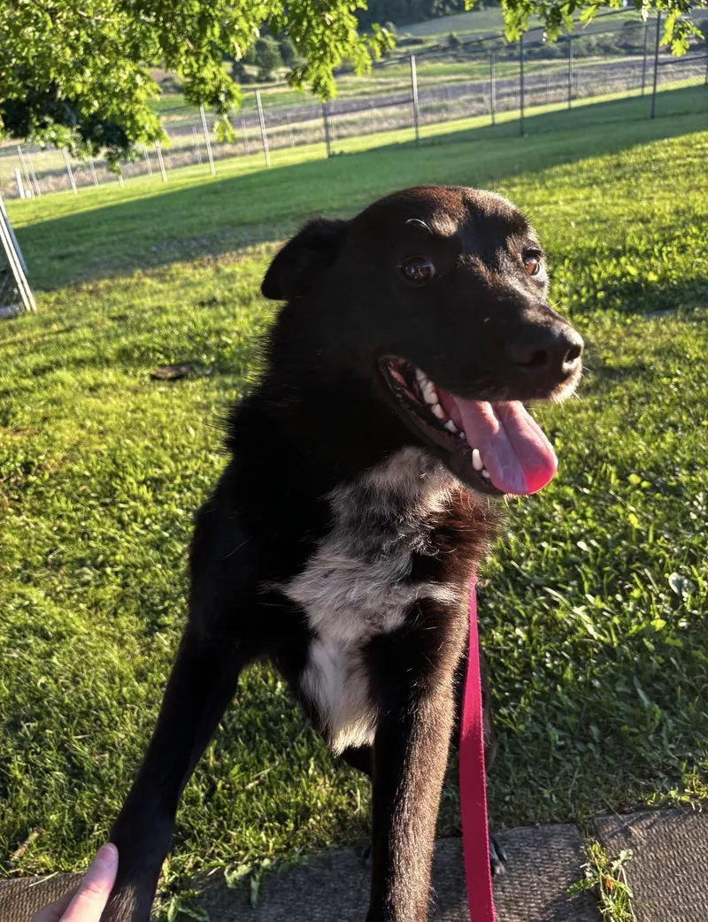 An adult medium-sized male Black Border Collie dog named Milton for adoption in Indiana, PA