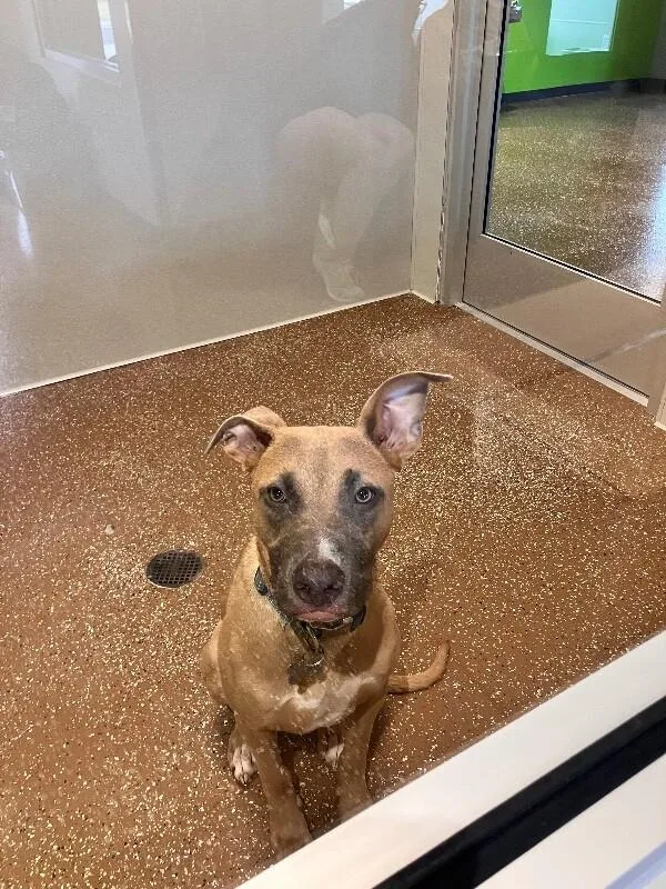 A young medium-sized male Yellow / Tan / Blond / Fawn Mixed Breed dog named Pancake for adoption in Jackson, TN