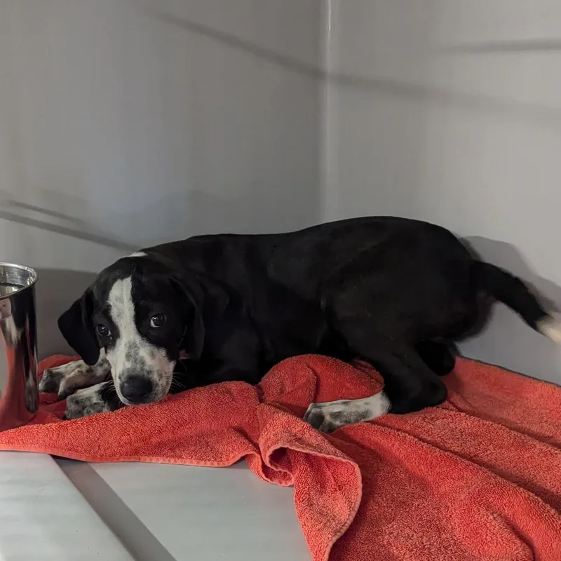 A baby small-sized female Black Hound dog named Lila for adoption in Charlottesville, VA