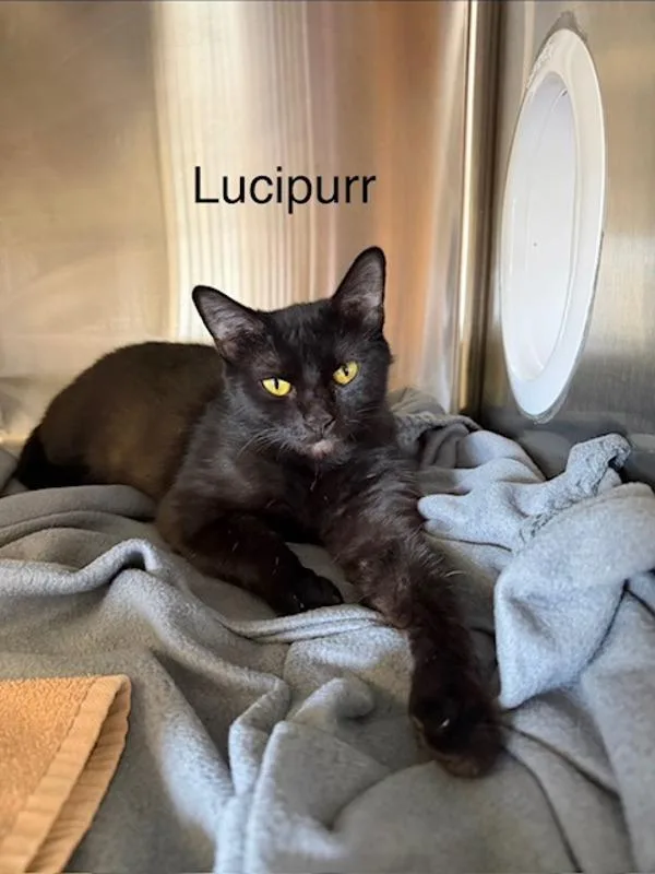 Lucipurrr