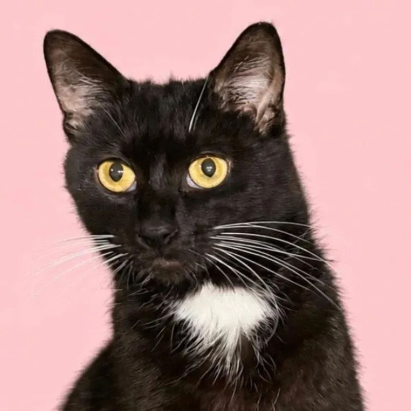 An adult small-sized female Black Domestic Short Hair cat named Noor for adoption in Woodbury, NJ