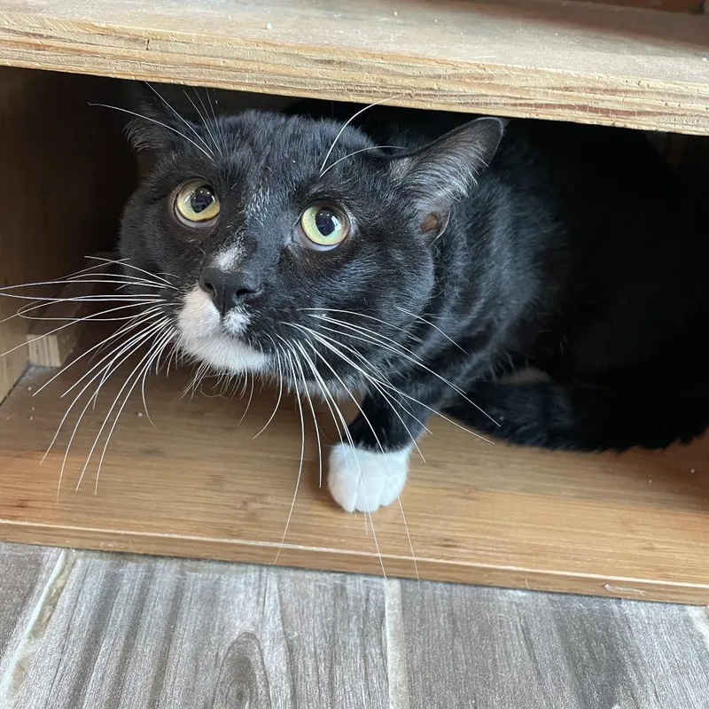 Poe