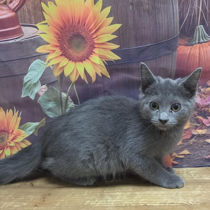 A baby small-sized male Domestic Medium Hair cat named Branch for adoption in Normal, IL