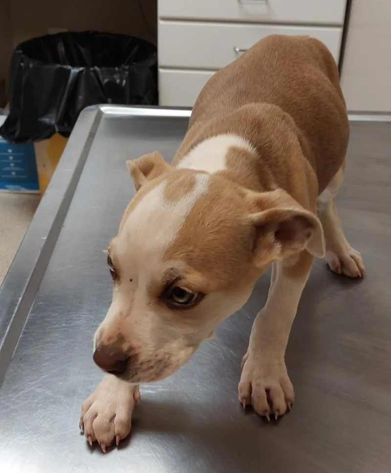 A baby medium-sized male Pit Bull Terrier dog named Godbey Rd for adoption in Mocksville, NC