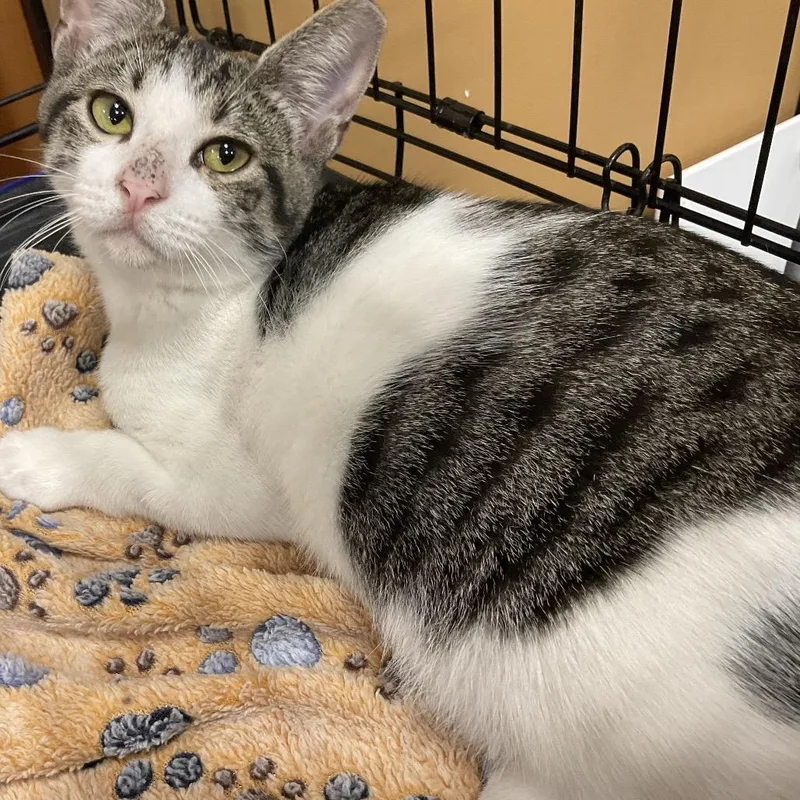 A baby small-sized male White Domestic Short Hair cat named Simba for adoption in Gonzales, LA