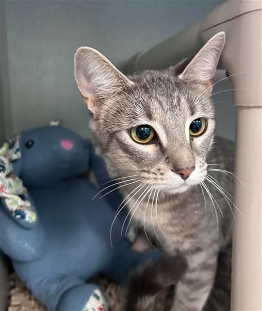 A young medium-sized female Domestic Short Hair cat named Almond Joy for adoption in Dallas, TX