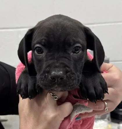 A baby small-sized female Black Mastiff dog named Rizzo for adoption in Kansas City, MO