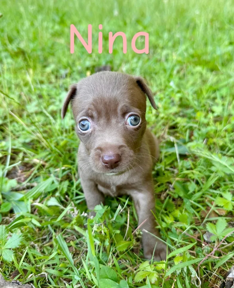 Nina