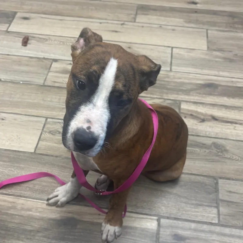 A young medium-sized female Brindle Pit Bull Terrier dog named Catlin for adoption in Henderson, KY