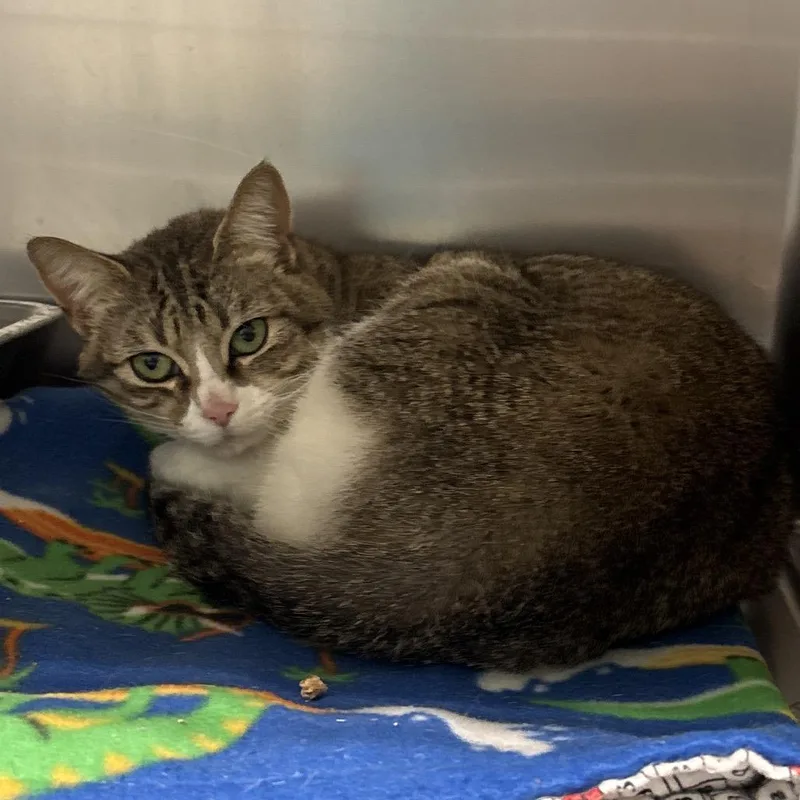 An adult medium-sized female Brown / Chocolate Domestic Short Hair cat named Moana for adoption in Spokane, WA
