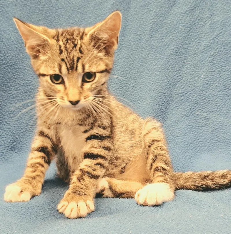 A baby small-sized male Domestic Short Hair cat named Scout for adoption in Murphysboro, IL