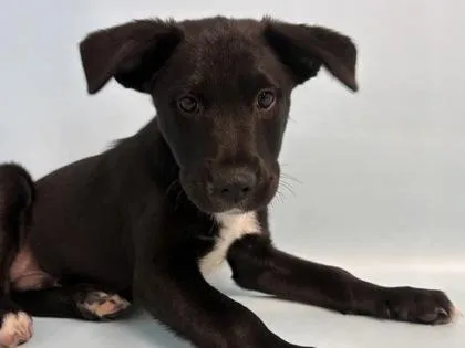 A baby small-sized male Labrador Retriever dog named Apple Juice for adoption in Golden Valley, MN