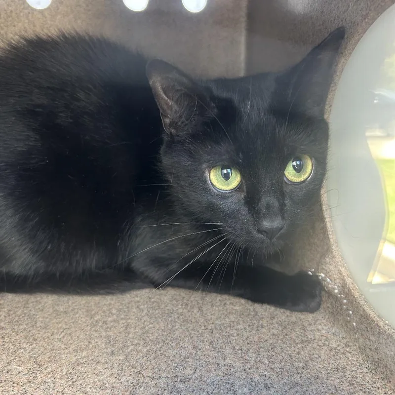 An adult medium-sized female Black Domestic Short Hair cat named Wasabi for adoption in Greensboro, NC