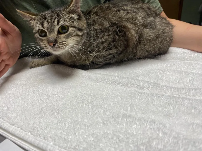 A baby medium-sized female Domestic Short Hair cat named Adele for adoption in Wabash, IN