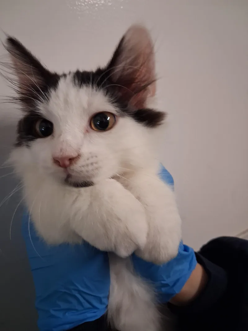 A baby medium-sized male Domestic Medium Hair cat named Jacob for adoption in Los Angeles, CA