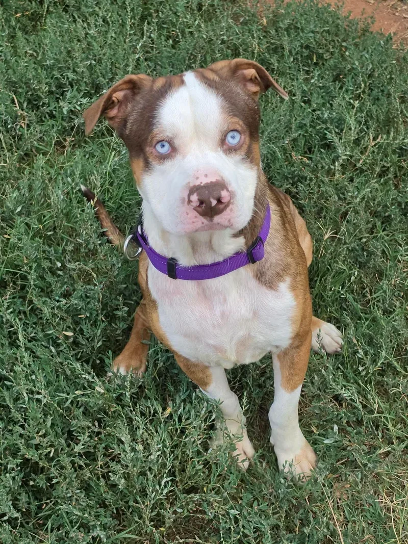 Blueberry