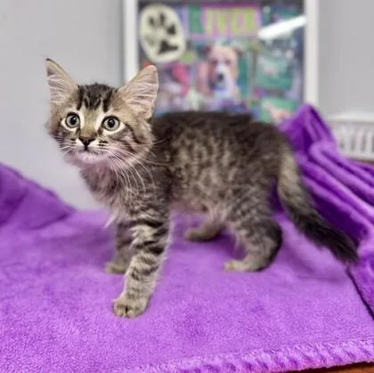 A baby small-sized male Tabby (Gray / Blue / Silver) Domestic Medium Hair cat named Tosti at PetSmart in for adoption in Bishop, GA