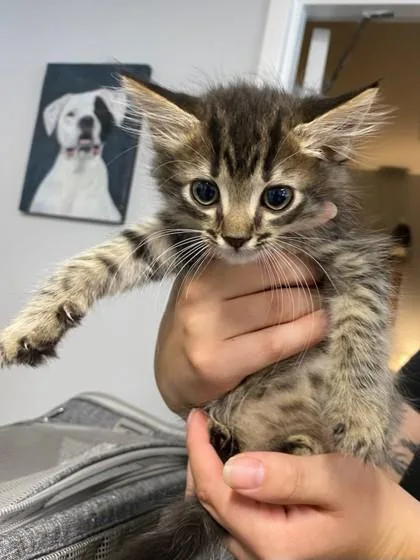 Tosti at PetSmart in thumbnail 2