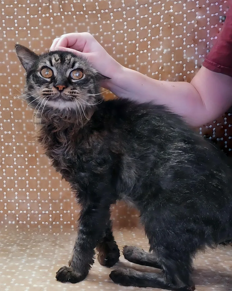 Sebastian thumbnail 2