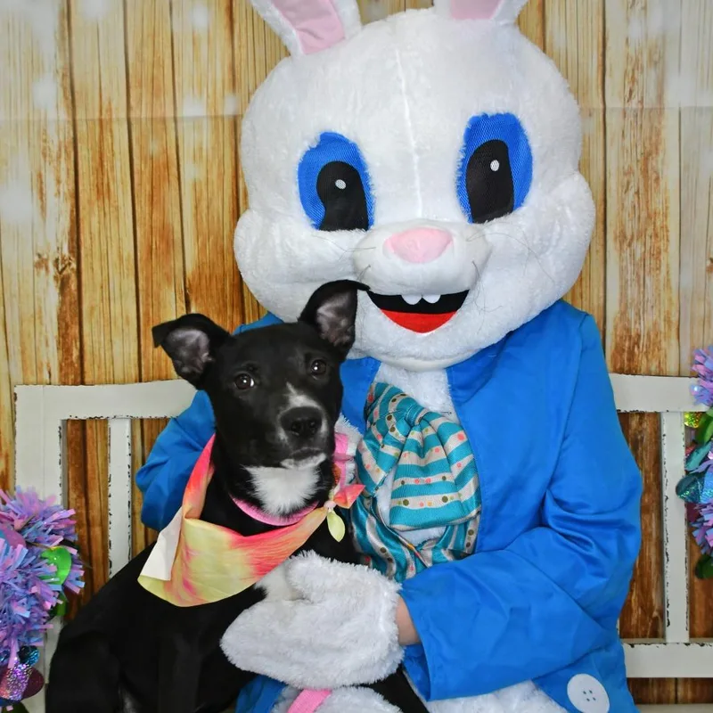 A baby small-sized male Black Black Labrador Retriever dog named Robin for adoption in Beaumont, TX