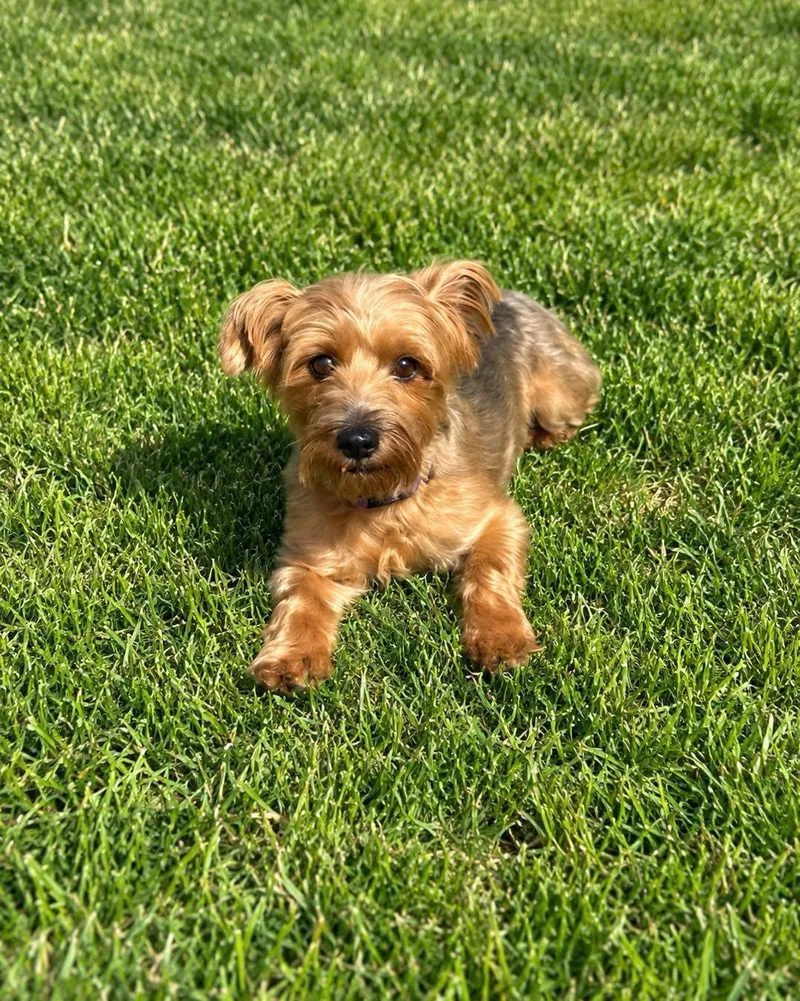 A young small-sized female Merle (Red) Yorkshire Terrier dog named Stormie for adoption in Georgetown , CA