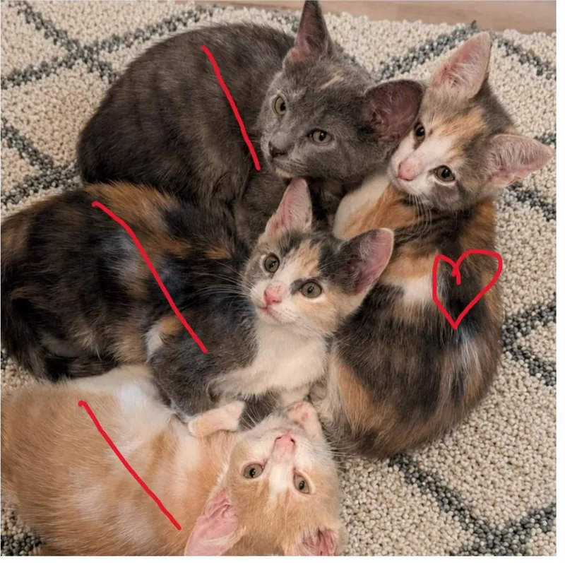 A baby small-sized female Dilute Calico Domestic Short Hair cat named Carissa for adoption in Mabank, TX