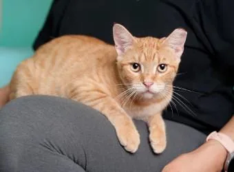 A young medium-sized female Tabby (Orange / Red) Domestic Short Hair cat named Rebel for adoption in Liverpool, TX