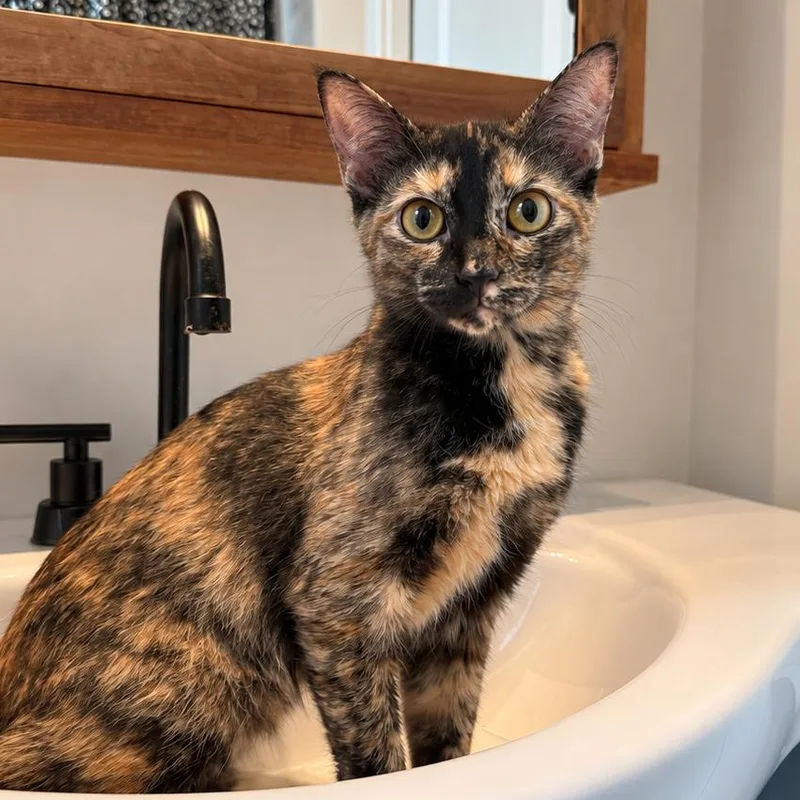 A young medium-sized female Brown / Chocolate Domestic Short Hair cat named Lizzie for adoption in Gibsonia, PA