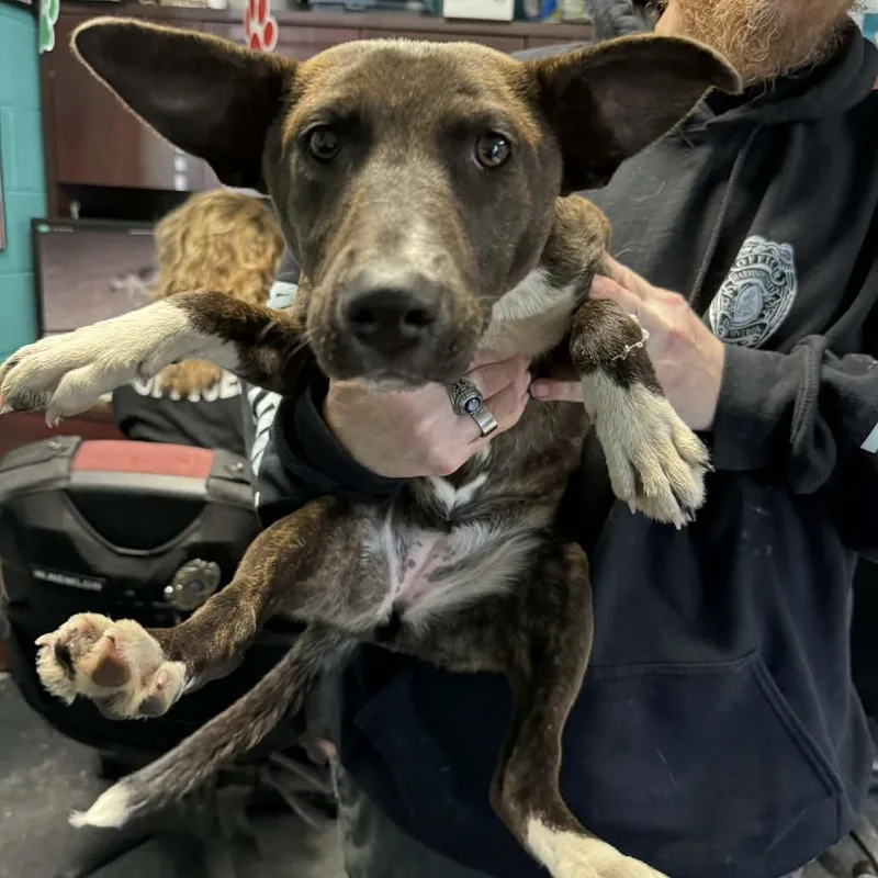 A young small-sized female Black Shepherd dog named Mocha for adoption in Shinnston, WV